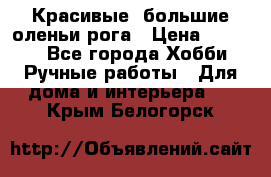 Красивые  большие оленьи рога › Цена ­ 3 000 - Все города Хобби. Ручные работы » Для дома и интерьера   . Крым,Белогорск